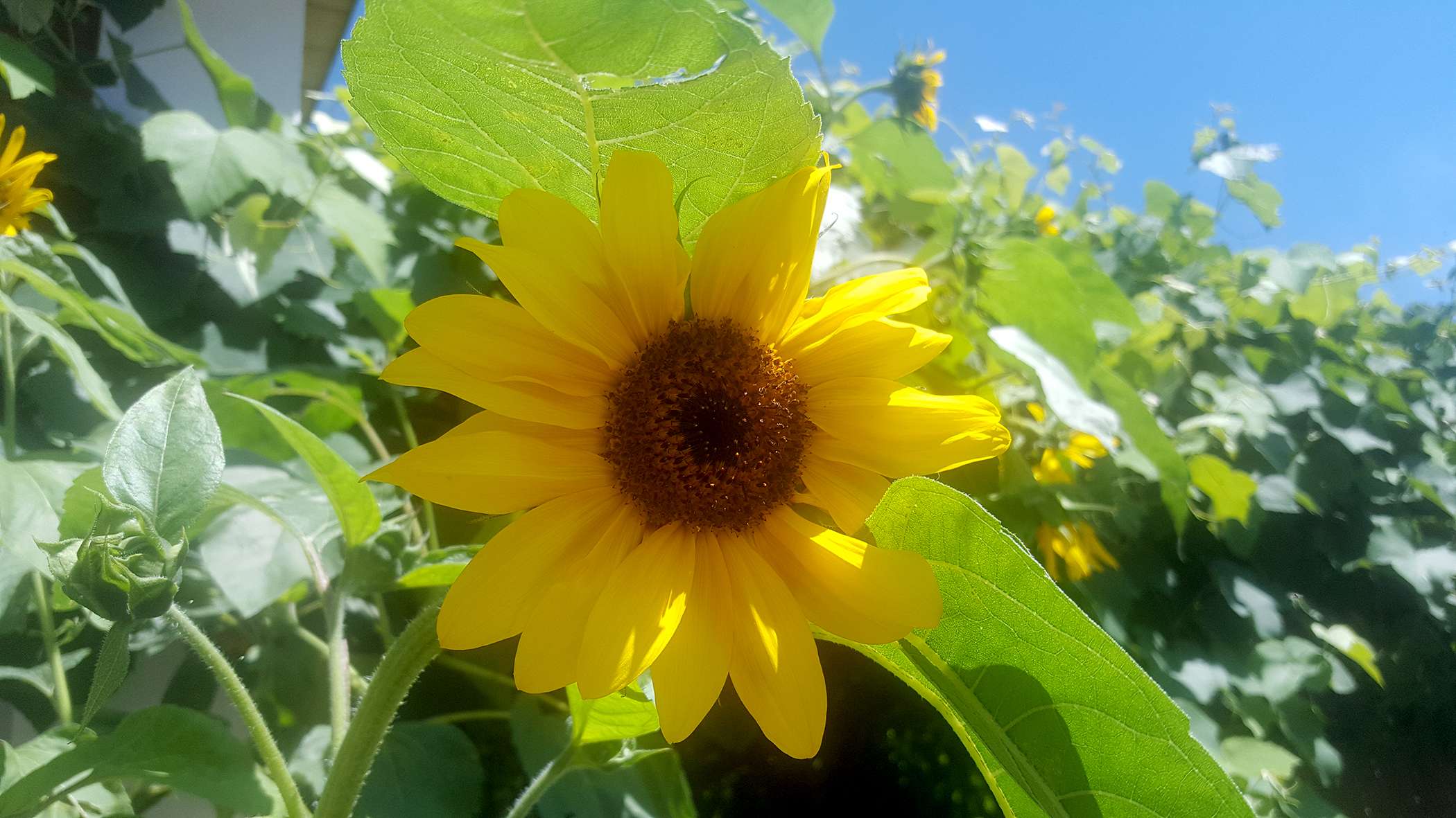 Sonnenblume blüht am Landsitz