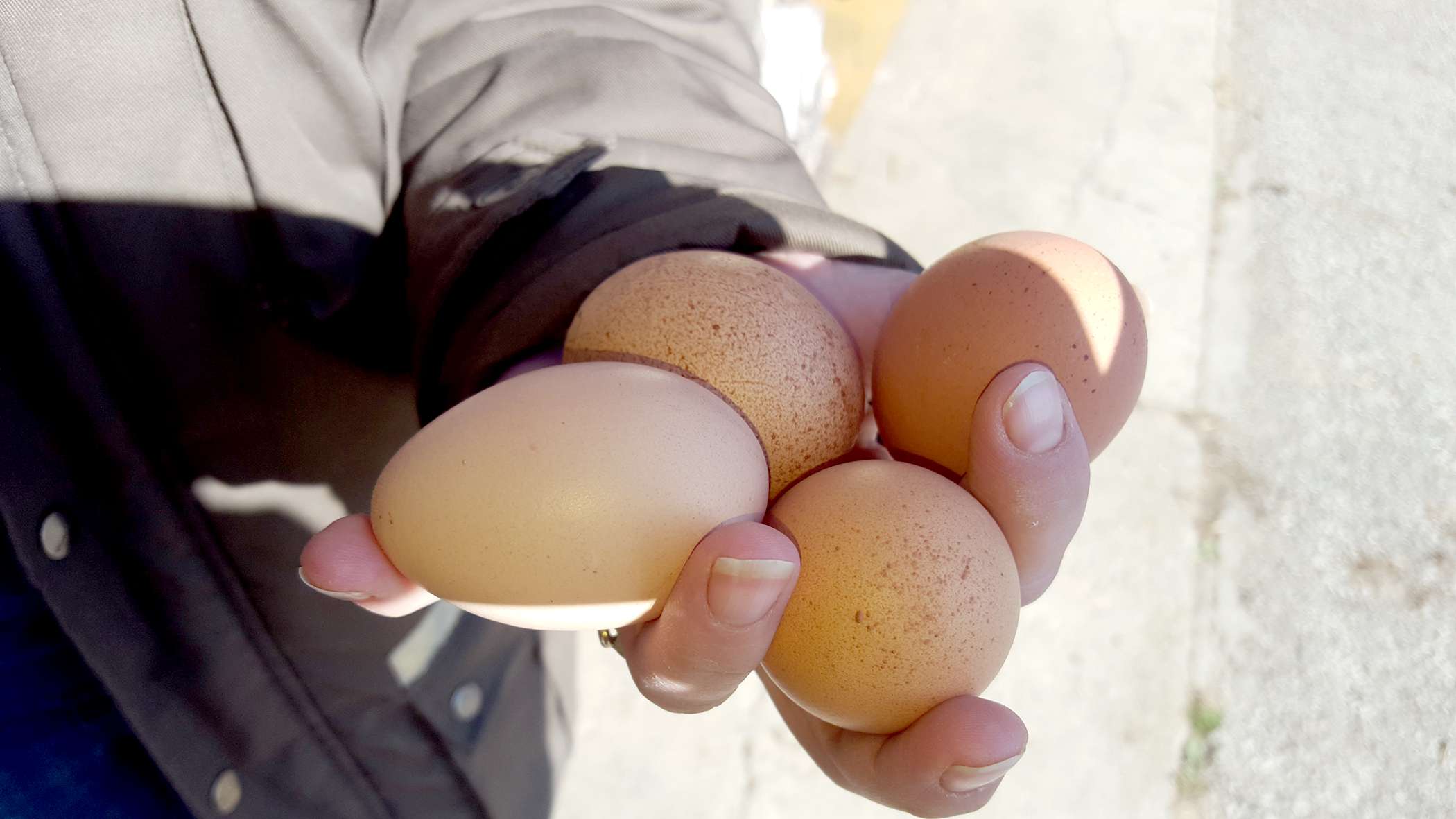 Gute Eier von gesunden und glücklichen Hühner