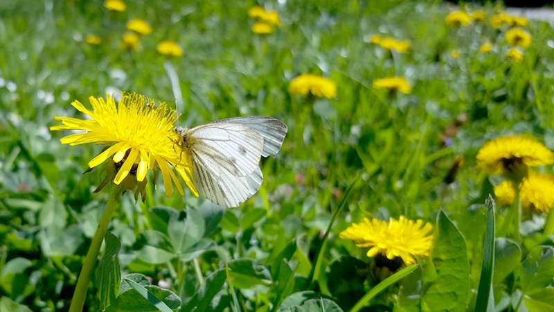 Löwenzahnblüte mit Schmetterling