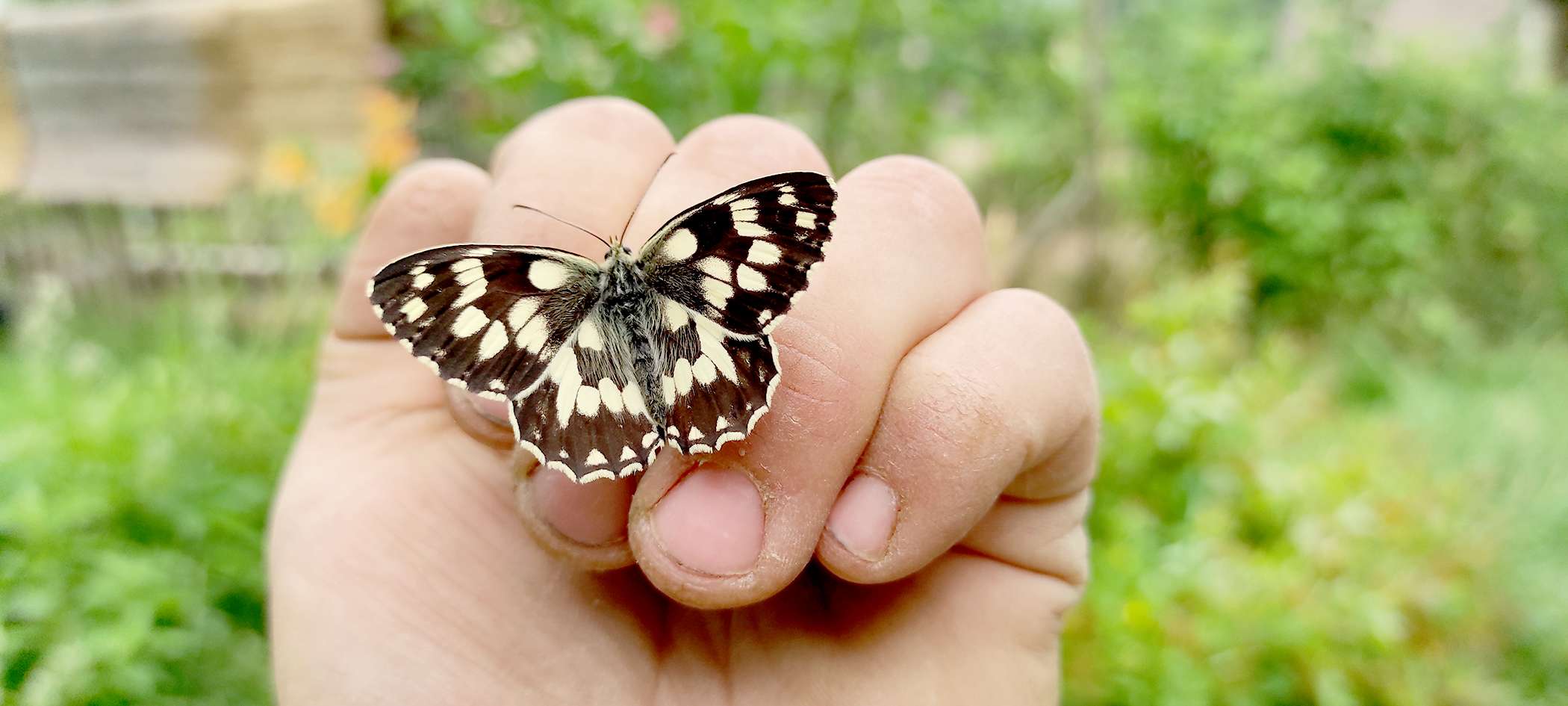 Schmetterling auf Davids Hand - toller Landsitz
