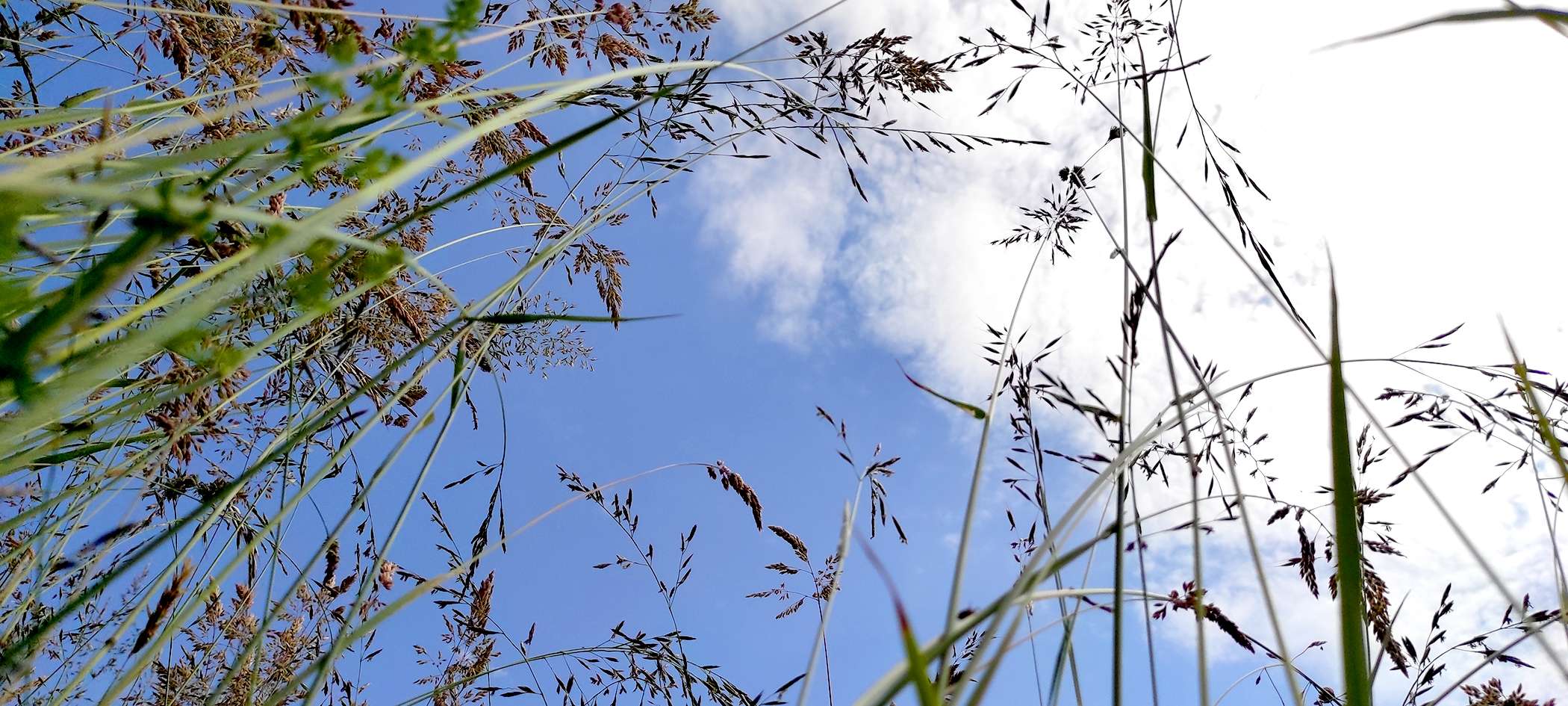 Liegend in der Wiese den Wolken am Himmel zuschauen