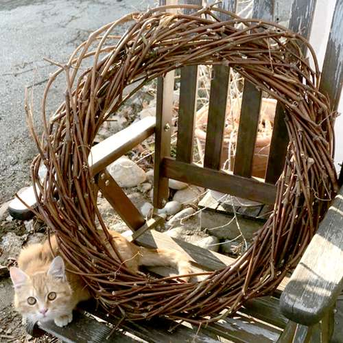 Ein Kranz aus Weinreben, die beim jährlichen Schnitt angefallen sind. Eine rote Katze lugt daneben hervor.