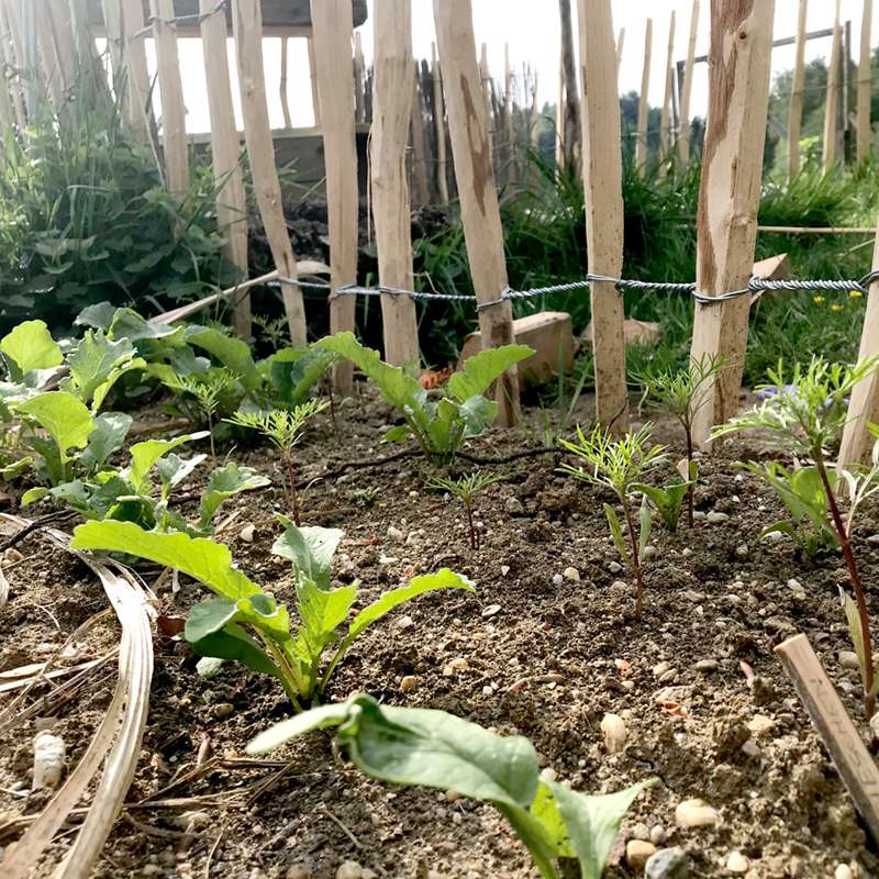 junge Pflanzen im Gemüsegarten - Gartenjahr am Landsitz