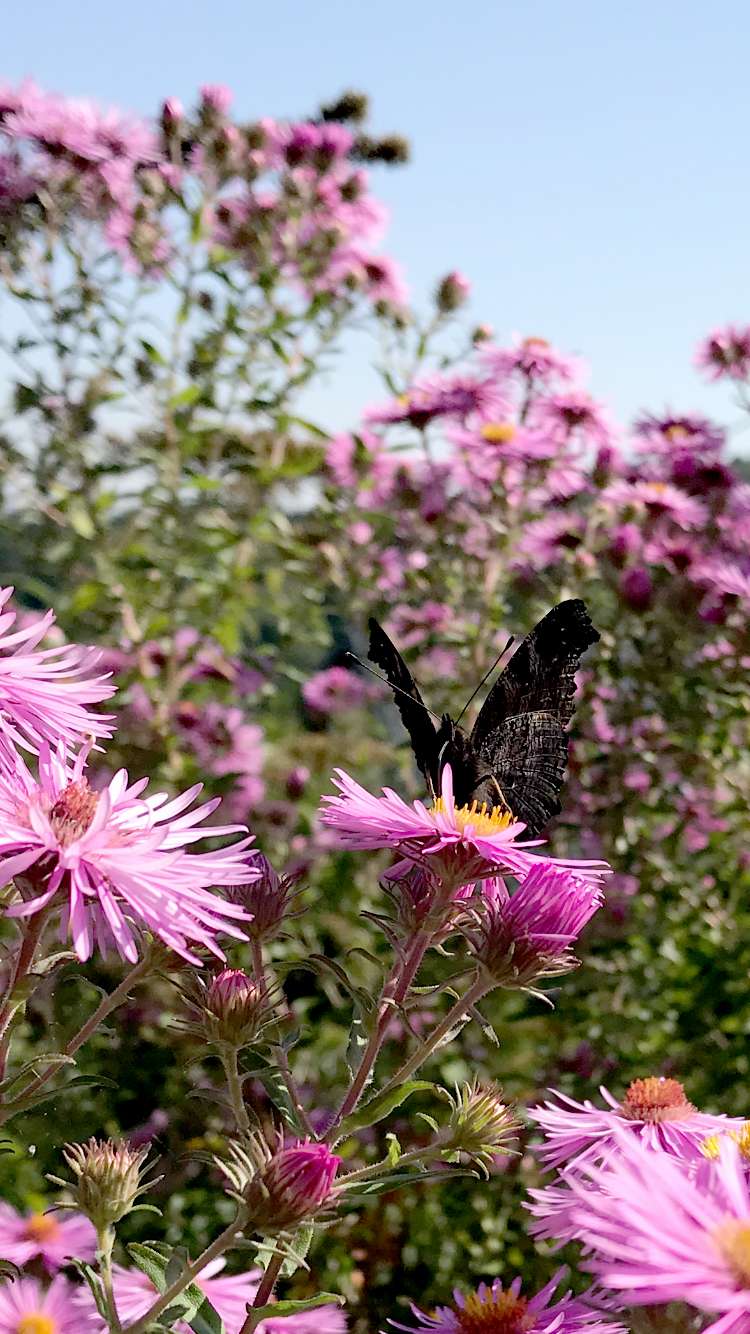 Schmetterling im Landsitz Garten auf Astern