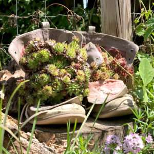 Alte Stiefel mit Hauswurzen bepflanzt