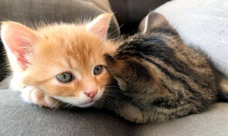 kleine Katzen kuscheln miteinander
