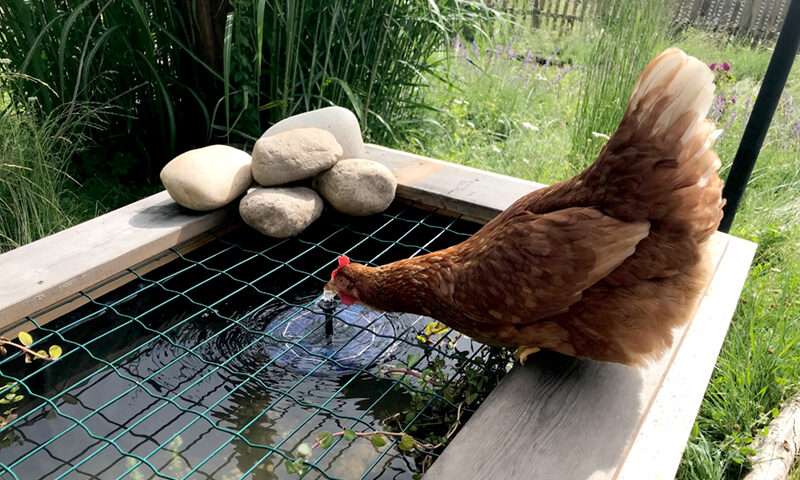 Huhn trinkt vom Springbrunnen im Hochteich
