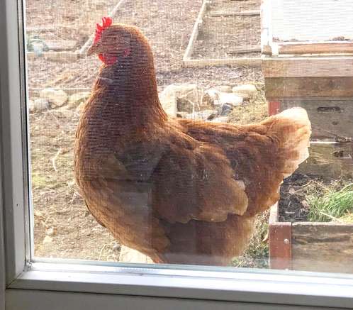 Huhn auf der Fensterbank - Hühner am Landsitz