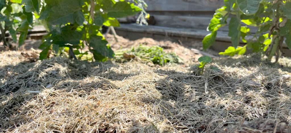 5 Fehler, die du beim Mulchen in deinem Garten auf keinen Fall machen solltest