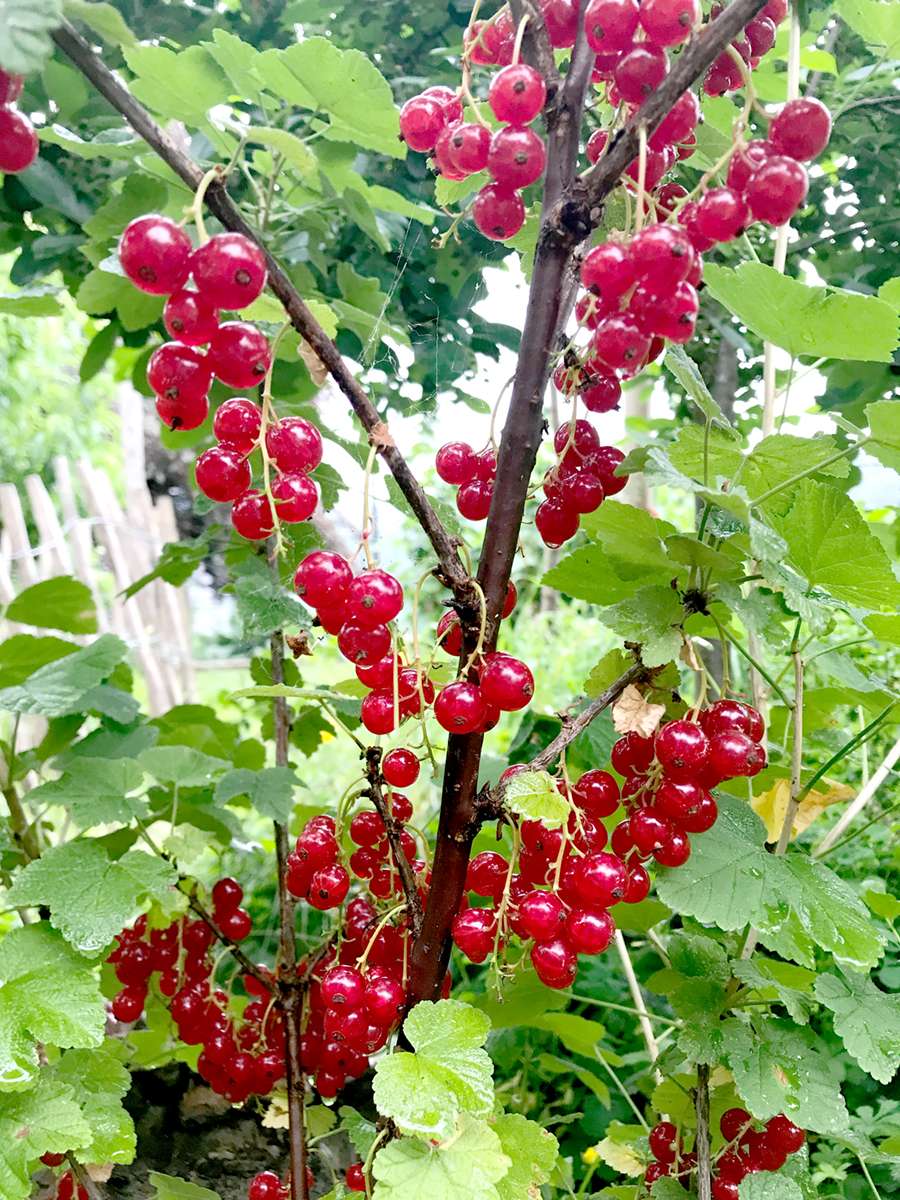 Die Zeigerpflanze Johannisbeere läutet den Hochsommer ein – was du jetzt im Garten tun kannst