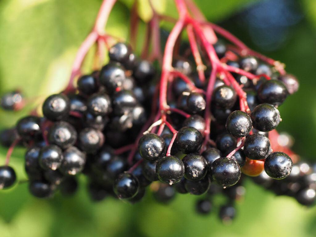 Die Zeigerpflanze Holunder reift – Gartenarbeiten im Frühherbst