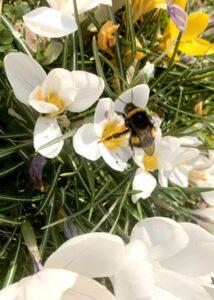 Weiße und gelbe Krokusblüten, an denen gerade eine Hummel nascht.