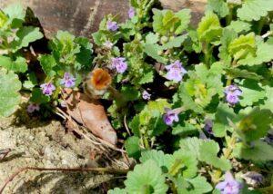 Eine Biene sammelt Nektar an den kleinen violetten Blüten einer Gundermann-Pflanze.