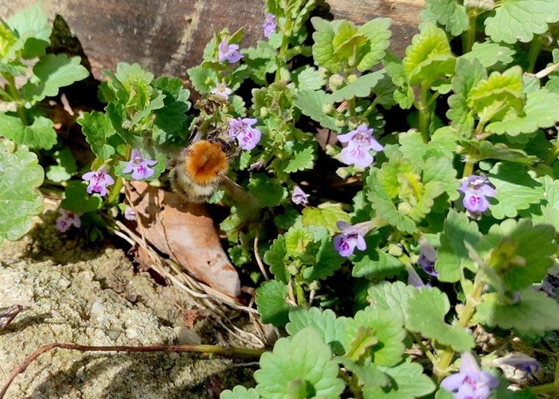 Eine Biene sammelt Nektar an den kleinen violetten Blüten einer Gundermann-Pflanze.