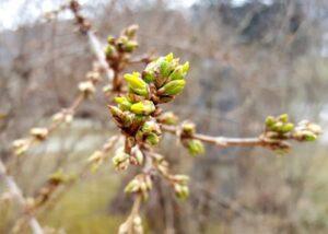 Forsythienzweig mit sich langsam öffnenden Knospen