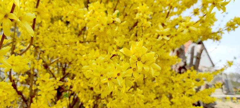 Zeigerpflanze Forsythie: wenn sie blüht, geht die Gartenarbeit richtig los