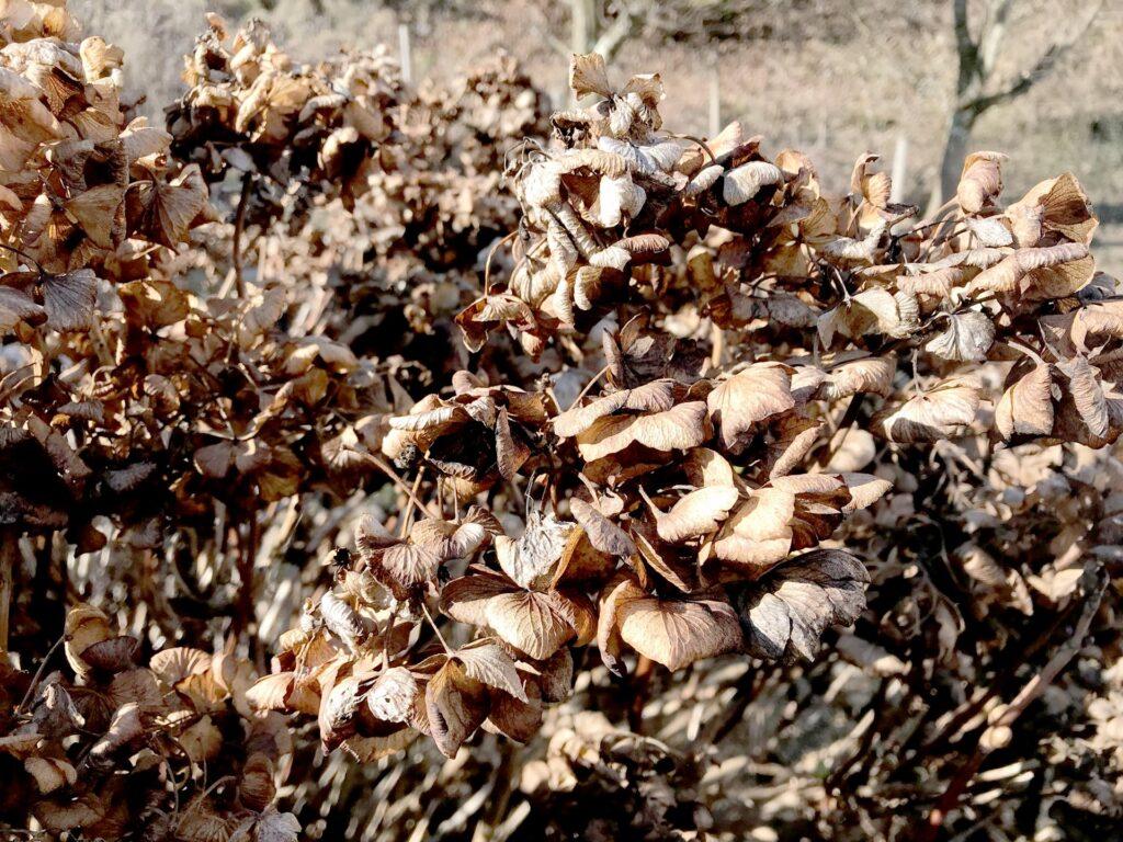 Bauernhortensien richtig schneiden im Frühling, damit du im Spätsommer üppige Blüten genießen kannst