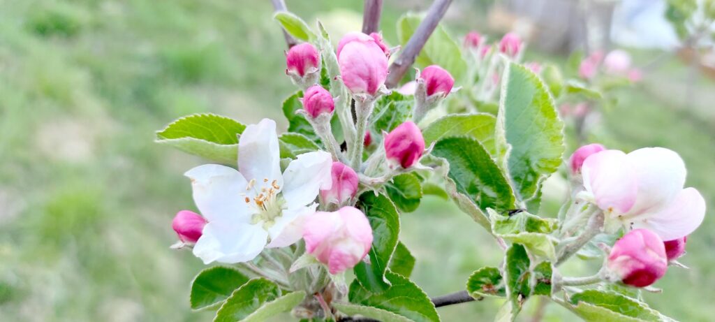 Zeigerpflanze Apfel – die Apfelblüte zeigt den Beginn des Vollfrühlings