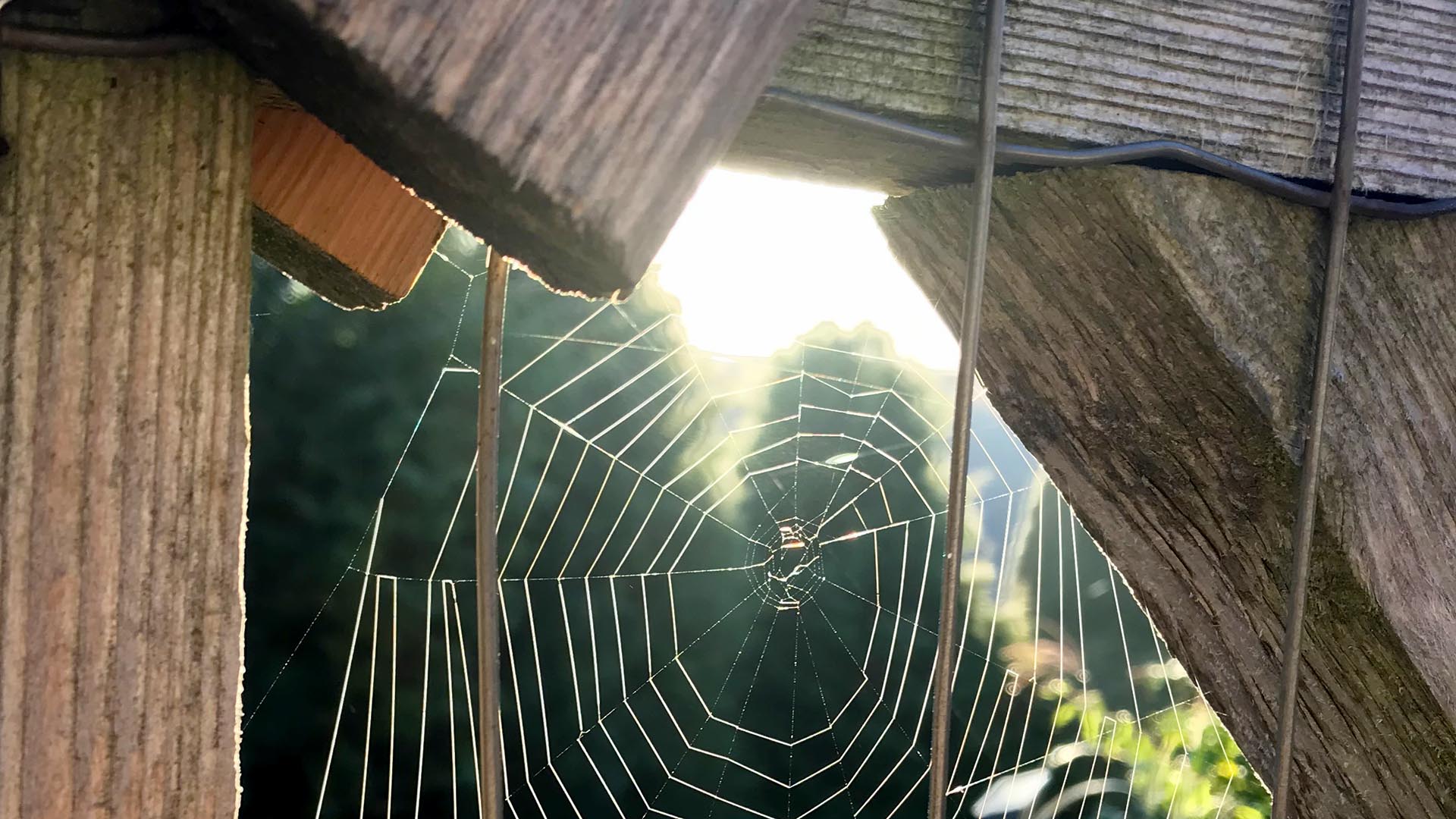 Geschichten vom Labkraut: Die Saat des Denkens