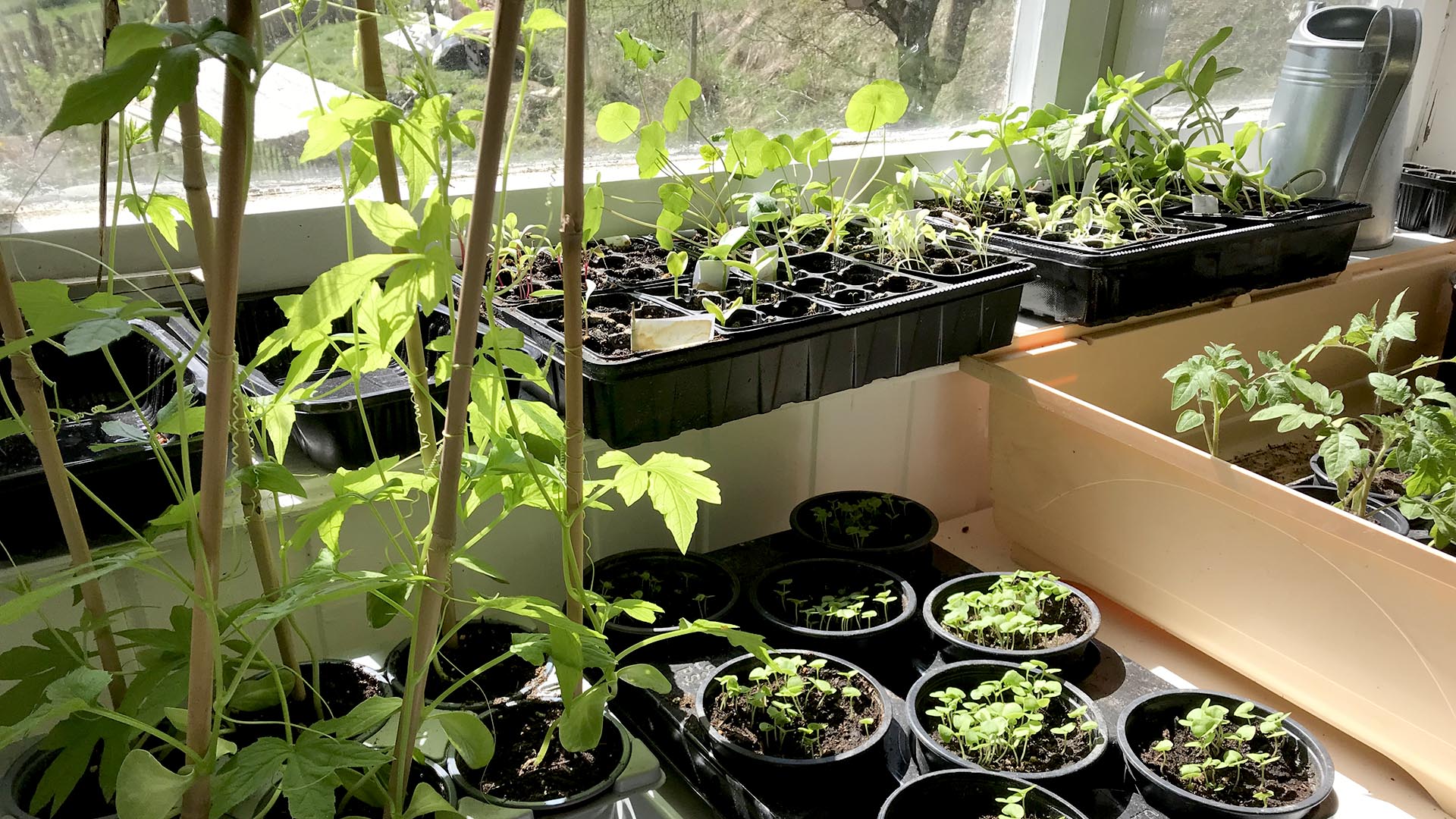 Jungpflanzen vorziehen im Haus – so einfach kannst du damit beginnen