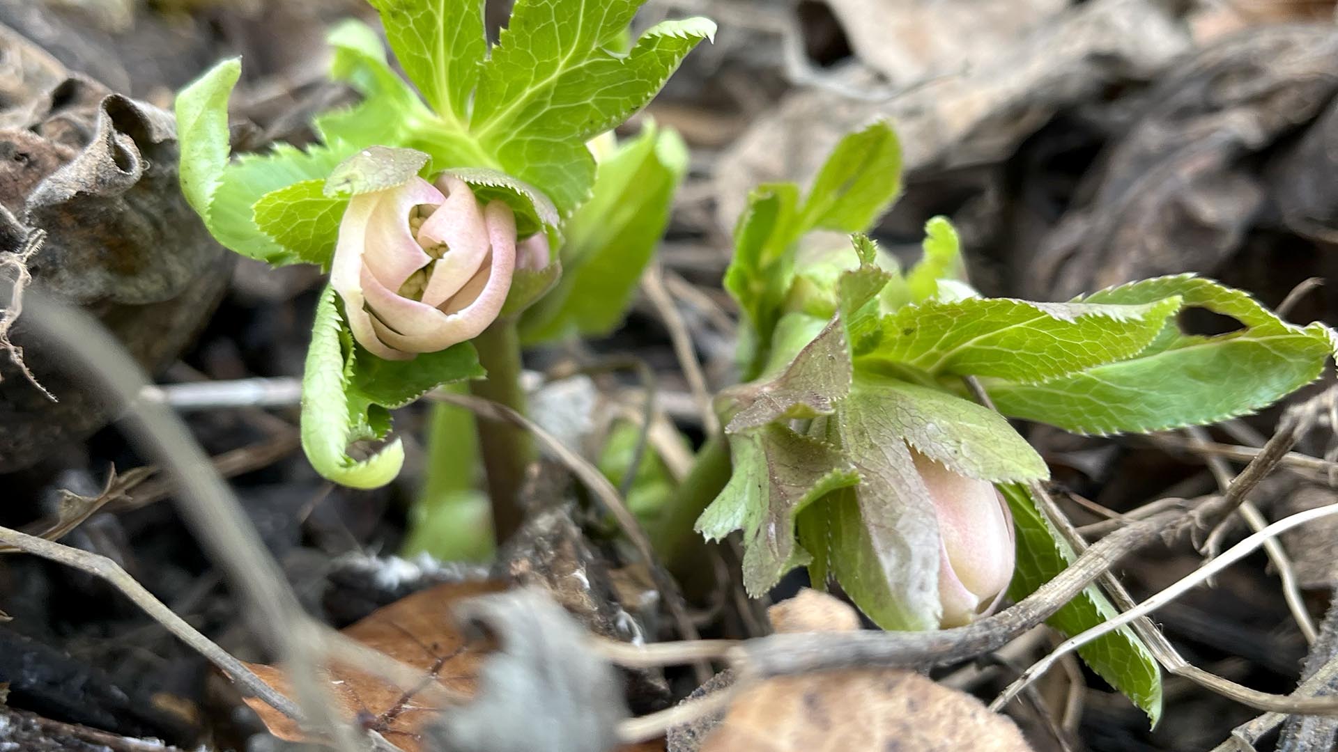 Gartenarbeiten im Jänner: was du tun kannst und was du bleiben lassen solltest