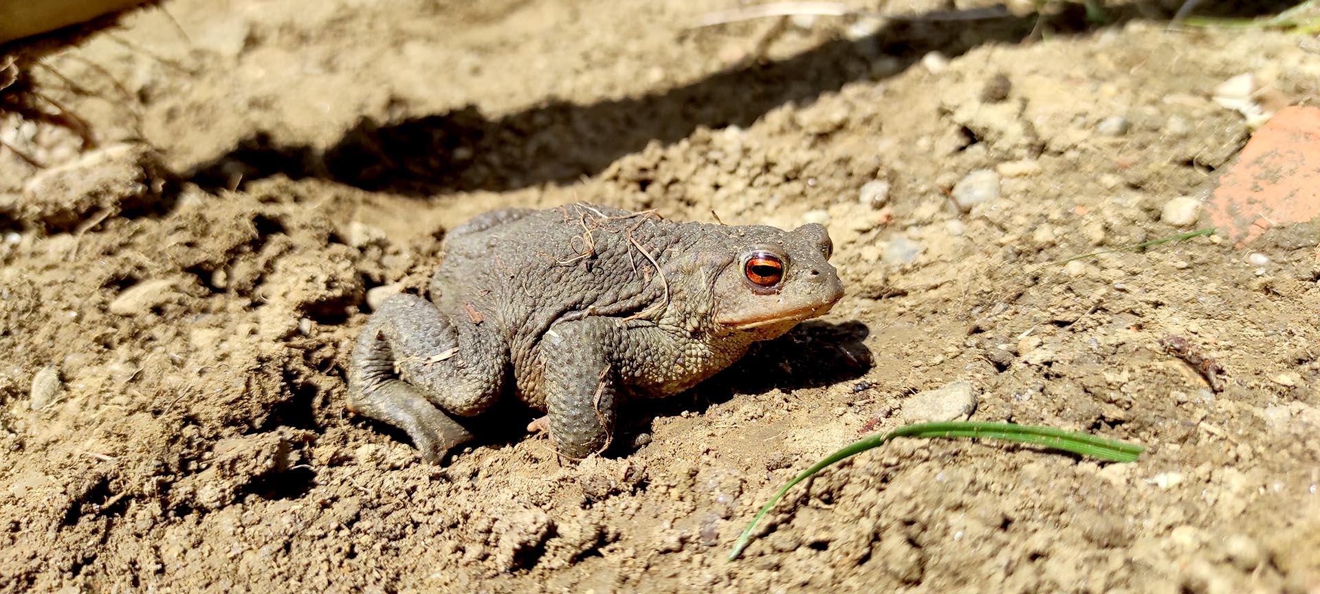 Kröten im Naturgarten: Wie sie leben, was sie für dich tun können und warum du nicht an ihnen lecken solltest