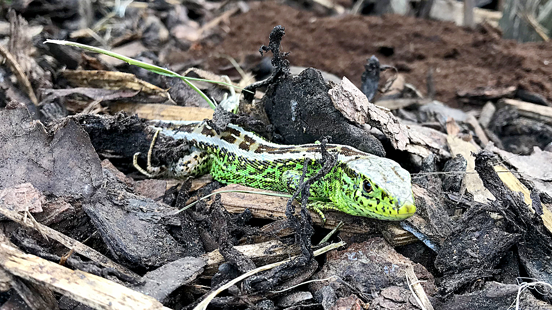 Die Zauneidechse: ein kleiner grüner Drache im Naturgarten