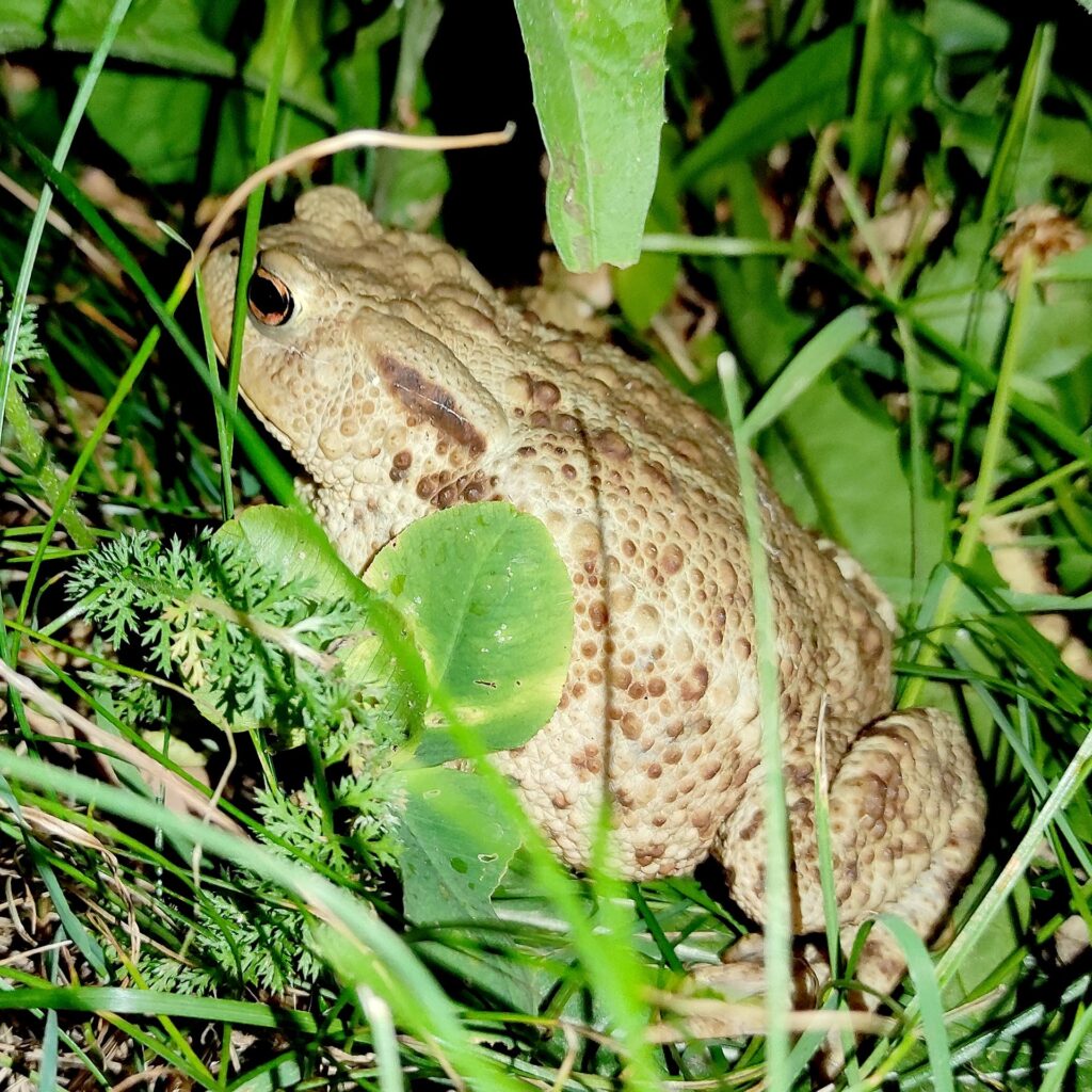 Kröten im Garten funktioniert auch ohne Teich