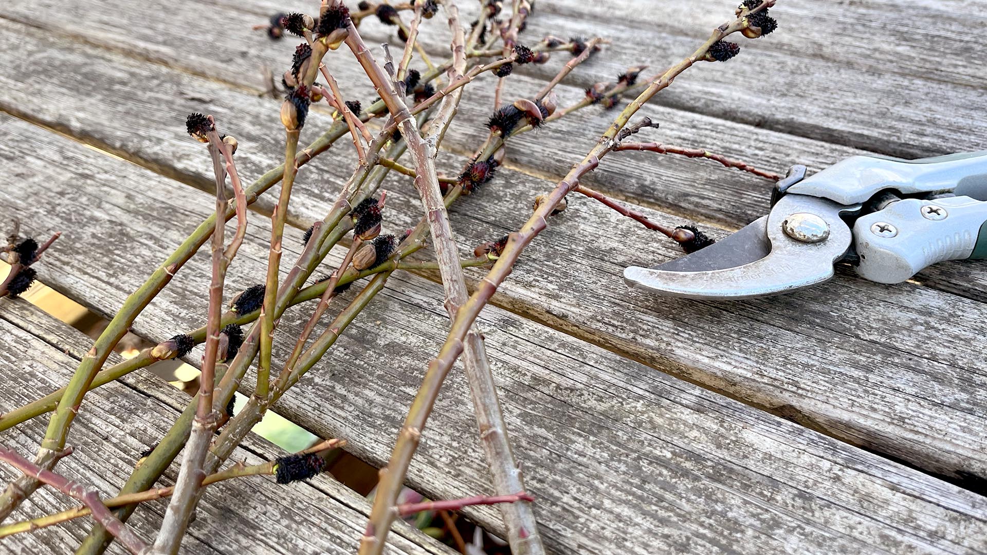 Stecklinge schneiden – so einfach kannst du neue Pflanzen gewinnen