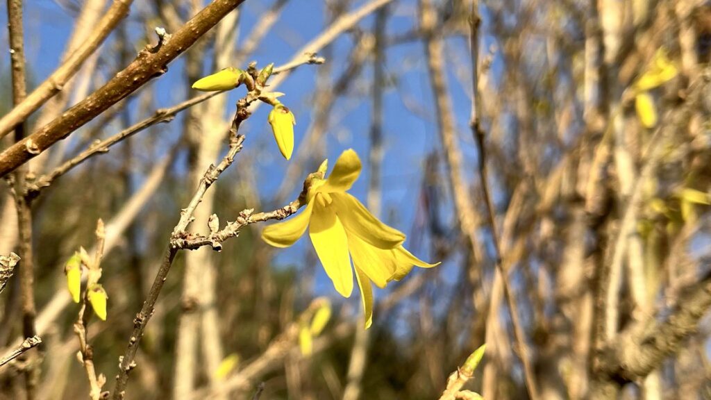 Die Forsythienblüte kündigt den Erstfrühling an!