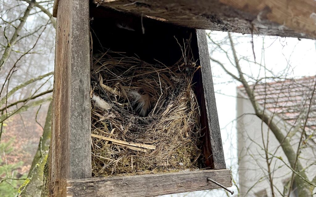 Ein geöffneter Nistkasten mit dem Nistmaterial der letzten Brutsaison. Vogelhäuschen reinigen.