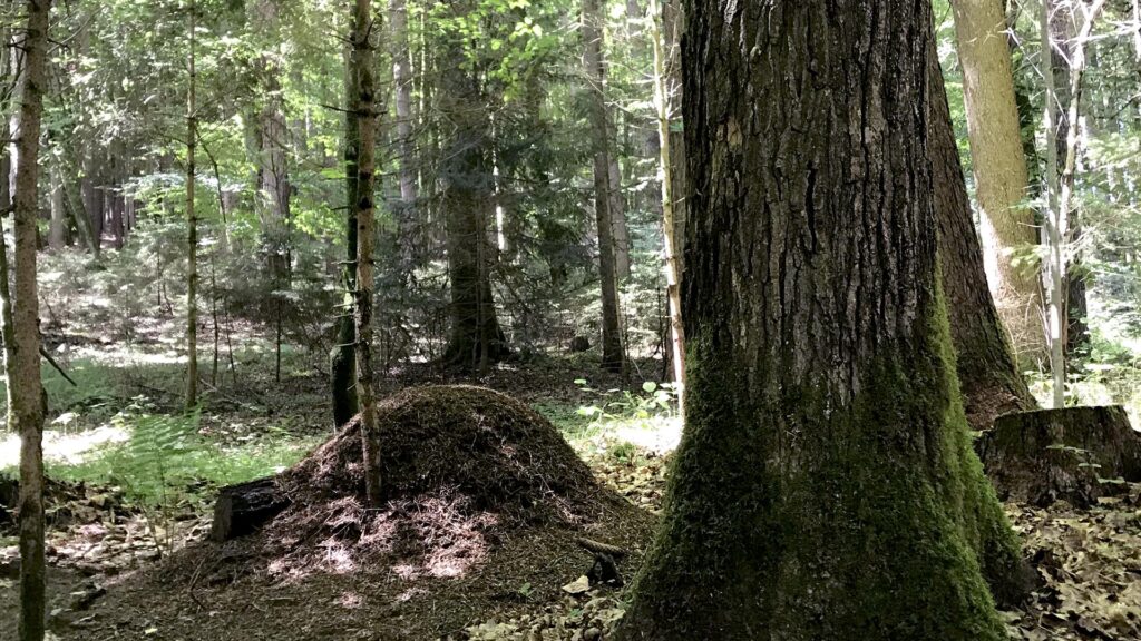 Mischwald mit Ameisenhaufen. Waldbaden kann man hier gut, auch wenn das weit weg von einem Urwald ist.