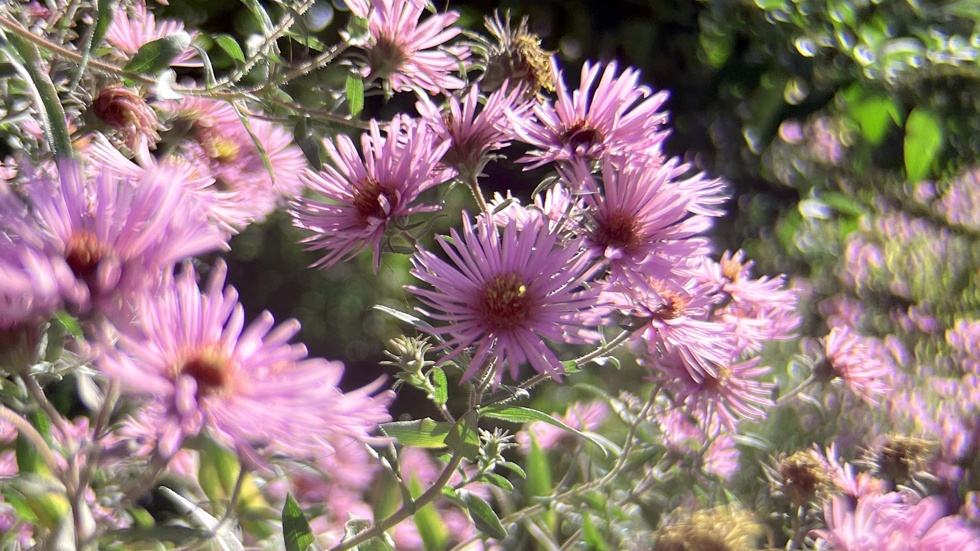 Geschichten vom Labkraut: Von Blumen und Beeten