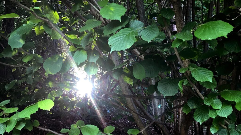 Licht fällt durch ein Haselgeäst. Hinter dem Hag beginnt die Wildnis.