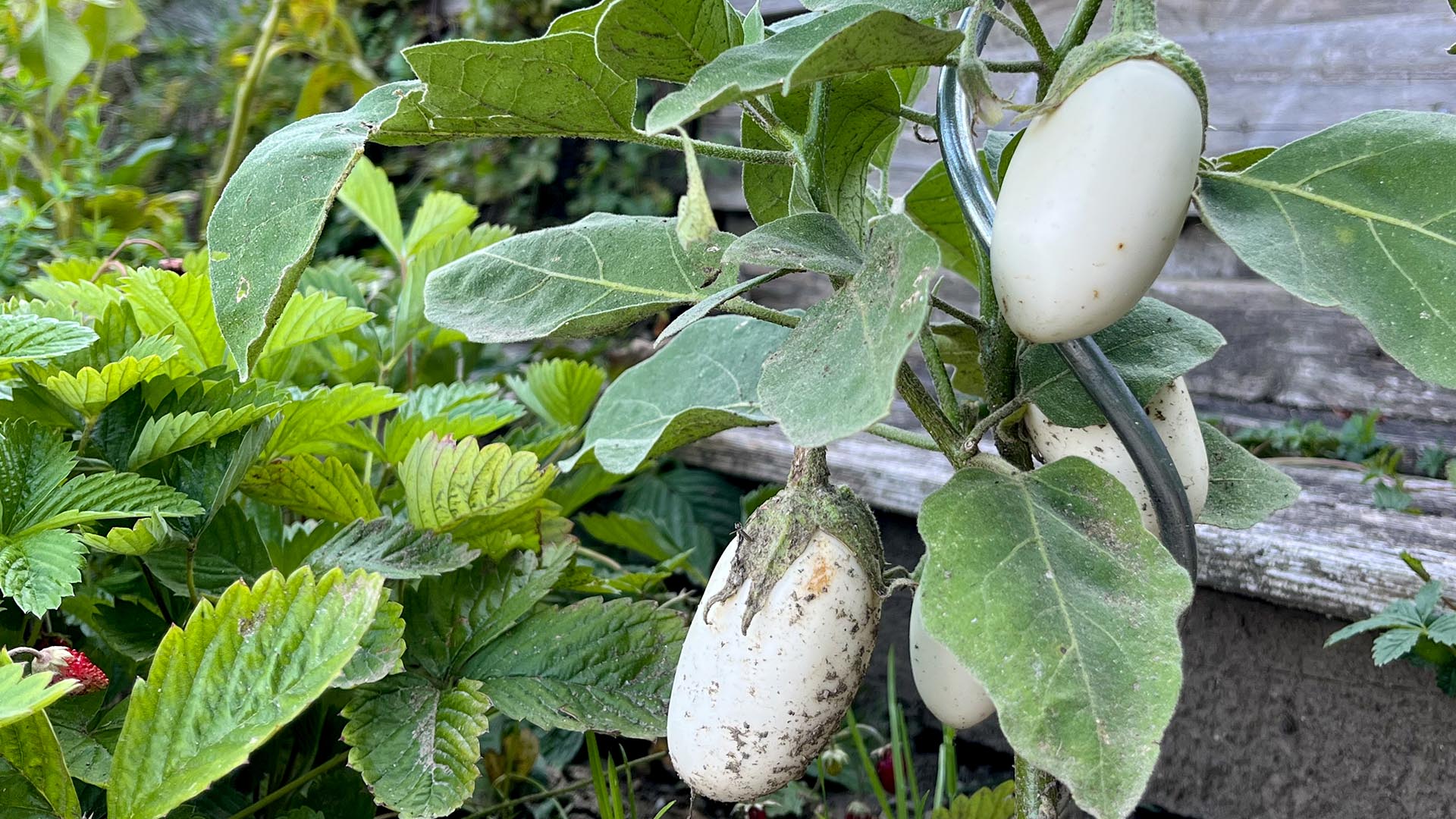 Geschichten vom Labkraut: Zu warm zum Gießen