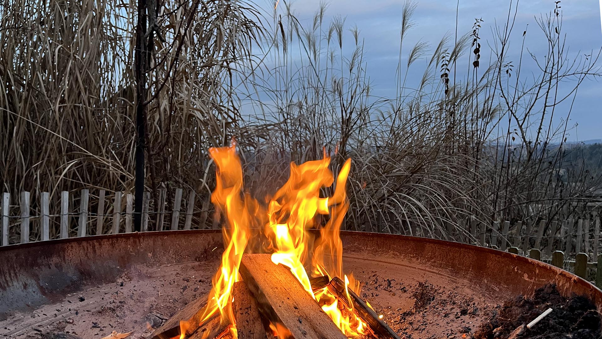 Geschichten vom Labkraut: Glöckchen und Raketen