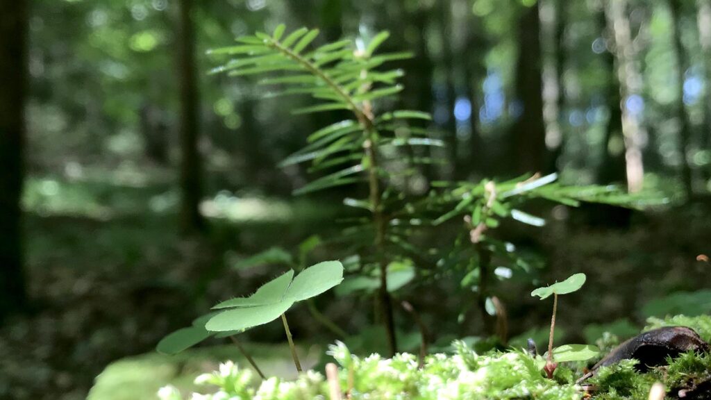 kleiner Fichtensämling am moosigen Waldboden, umgeben von Klee