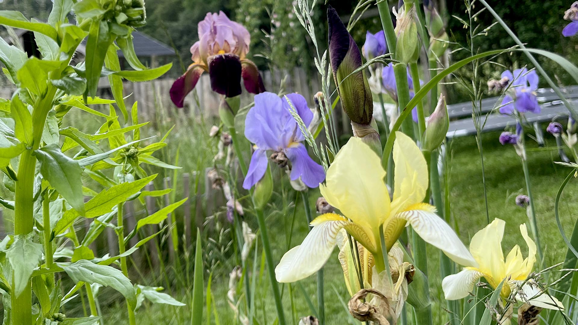 Geschichten vom Labkraut: Schöner mähen, dümmer gärtnern