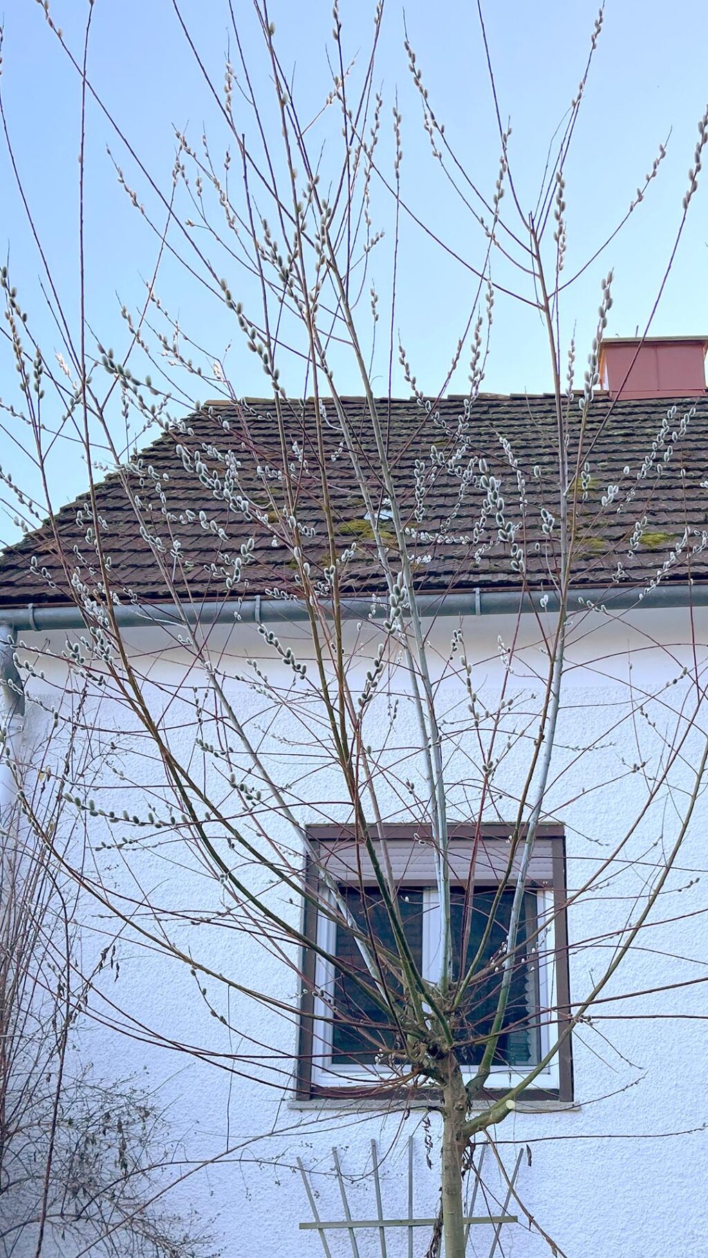 Kopfweide vor dem Schnitt, bereit zum Palmkätzchen schneiden