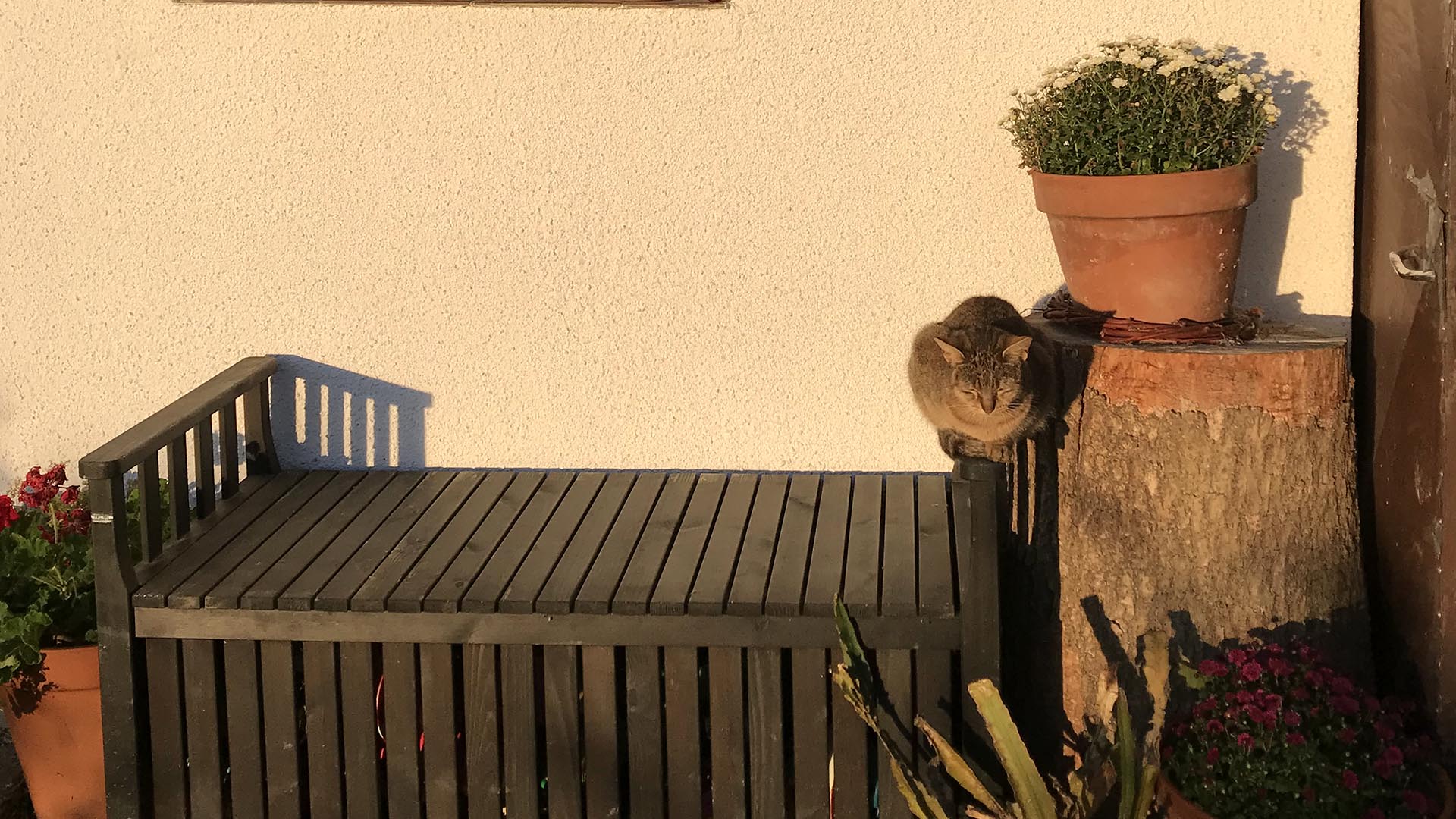 Geschichten vom Labkraut: Viel zu tun im Herbst