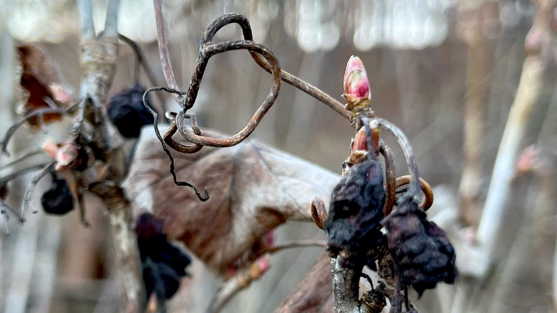 Geschichten vom Labkraut: Leben und Veränderung