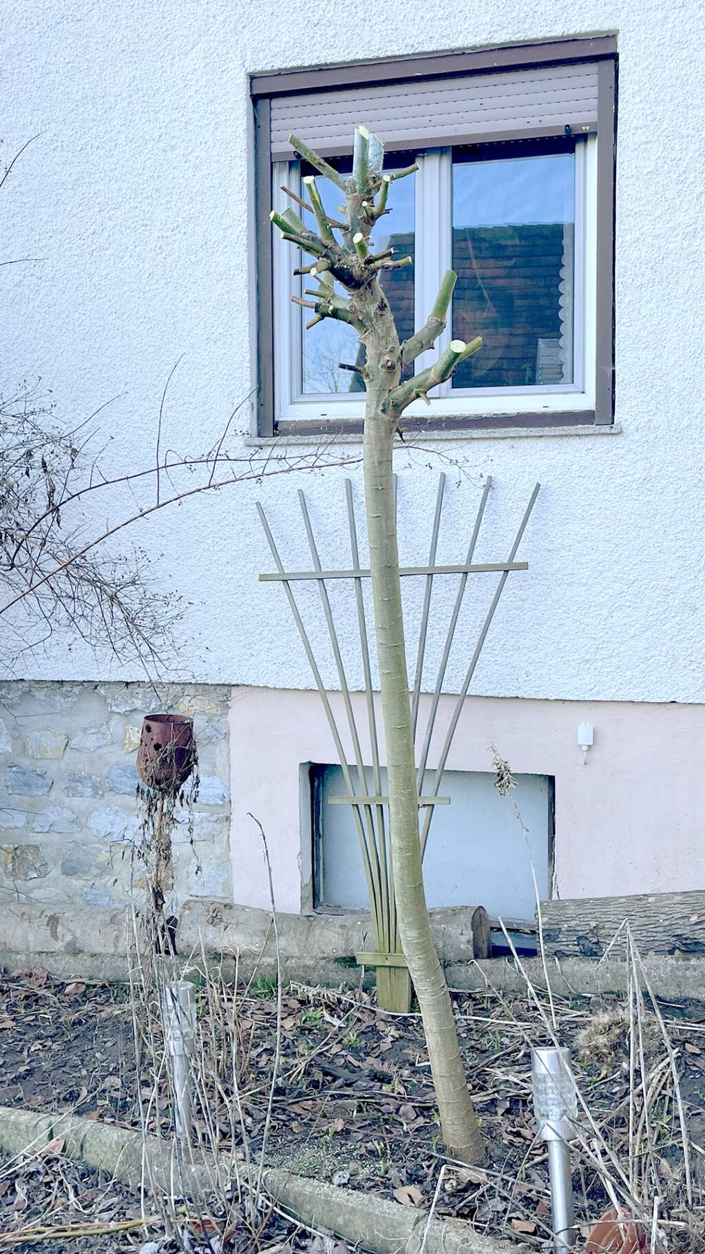 Kopfweide nach dem Schnitt, es bleiben nur kurze Aststummel stehen
