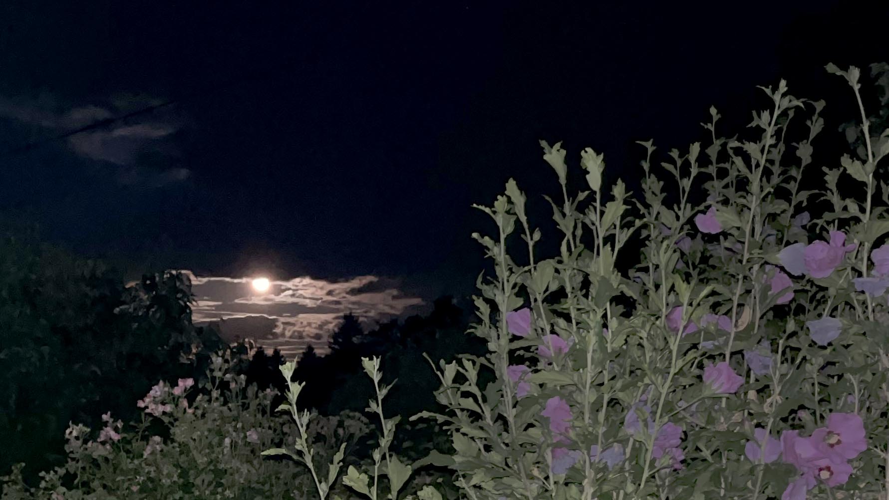 Geschichten vom Labkraut: Nordlichter