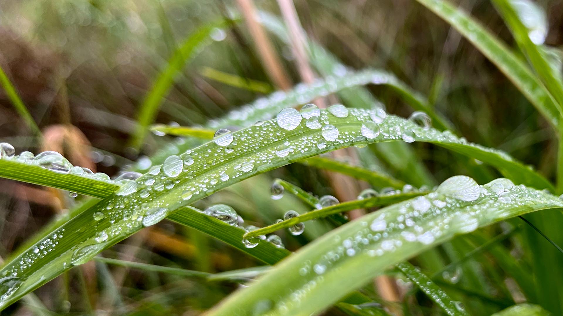 Geschichten vom Labkraut: Keine Zeit für Zeit