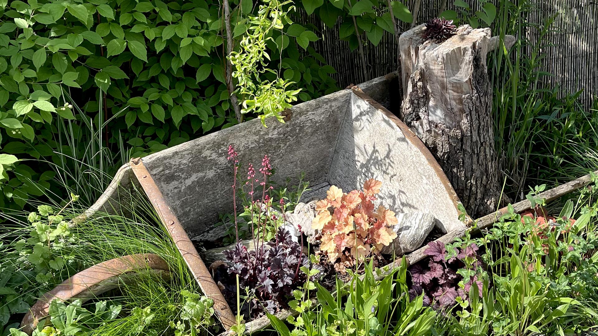 Geschichten vom Labkraut: Eine Begegnung mit der Angst