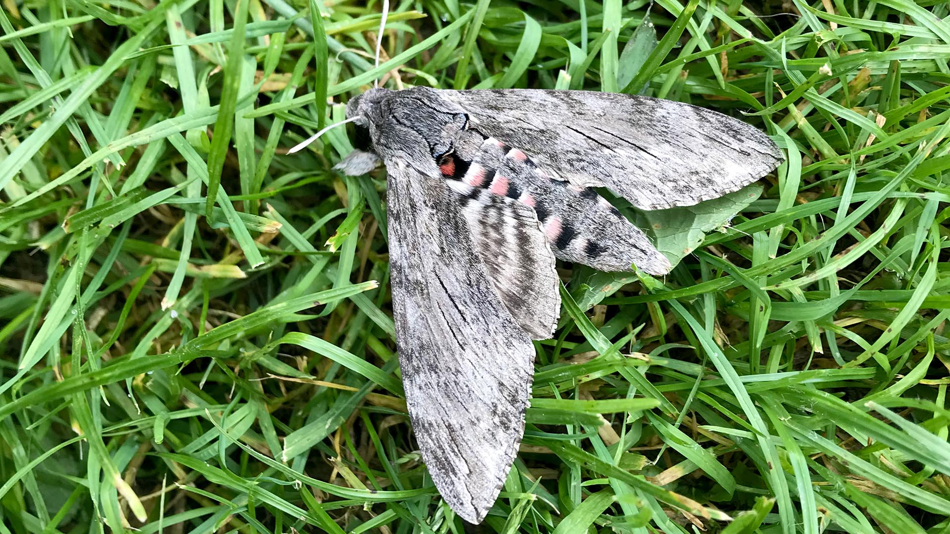 Geschichten vom Labkraut: Gedankenschnelligkeit