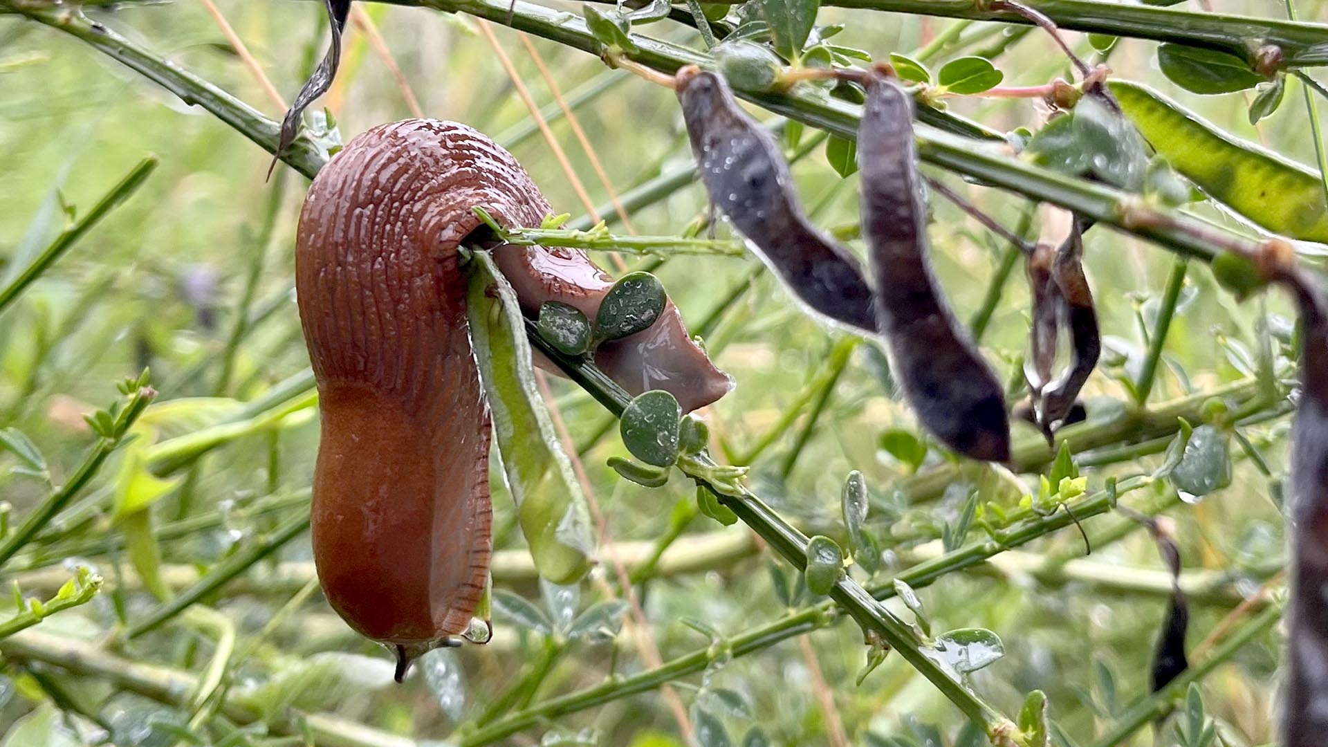 Geschichten vom Labkraut: Von Schleimern und Opfern