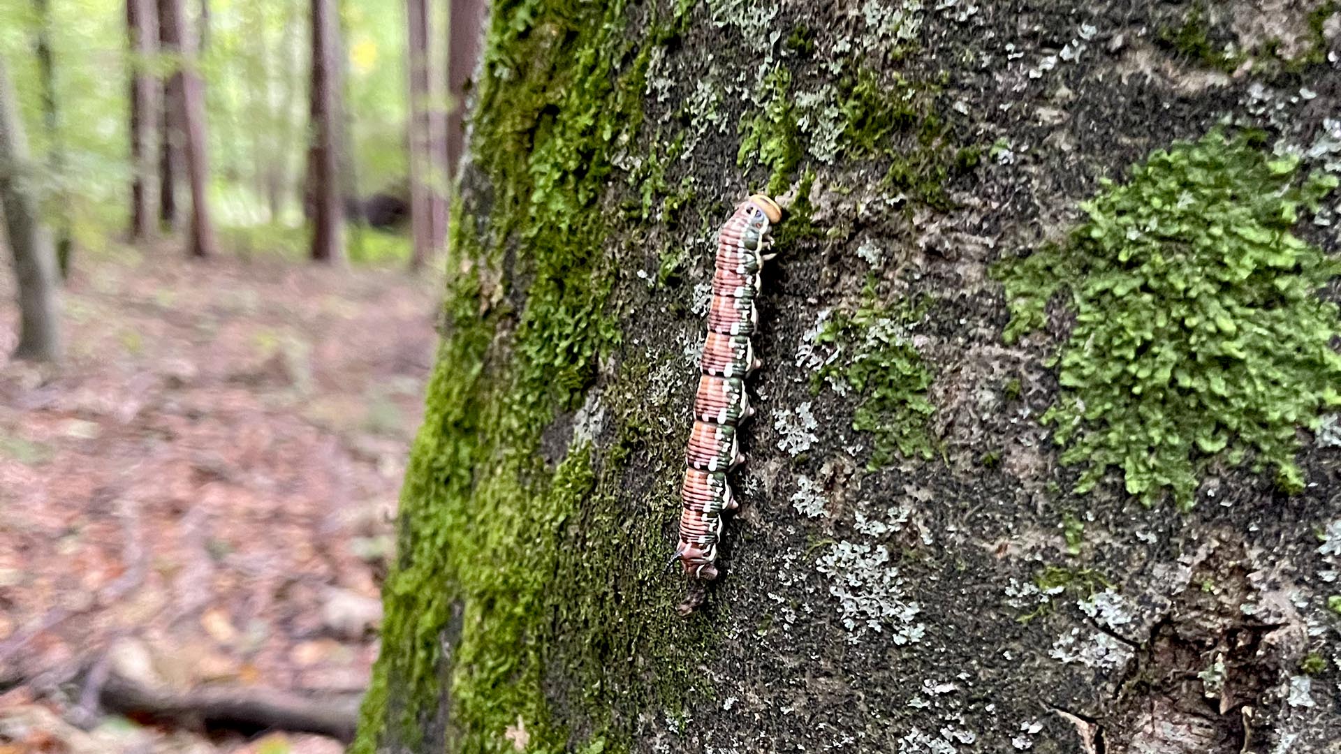 Geschichten vom Labkraut: Von Mitleid und Weltuntergang