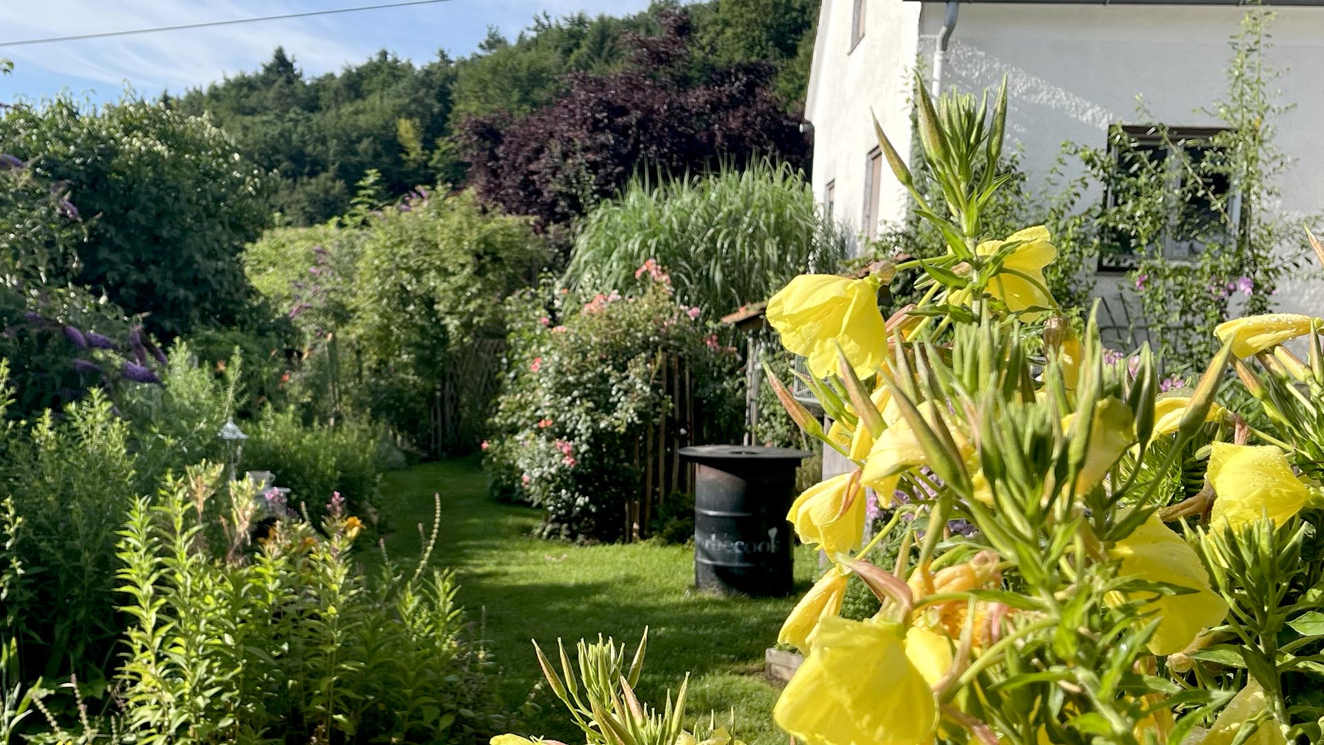 Geschichten vom Labkraut: Die beste Pflanzzeit