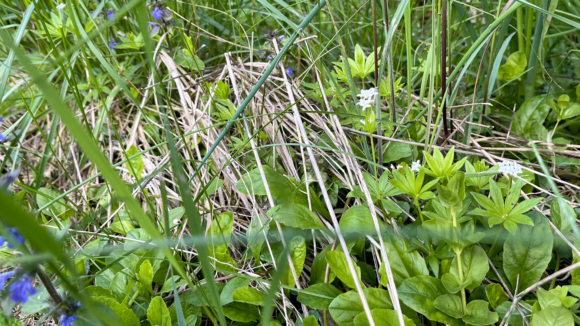 Geschichten vom Labkraut: Unkrautfreie Beete zaubern